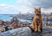 Tanger: Et si on s’inspirait d’Istanbul pour vivre avec les chats?