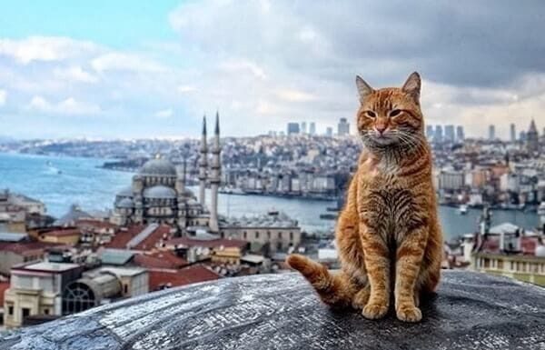Tanger: Et si on s’inspirait d’Istanbul pour vivre avec les chats?